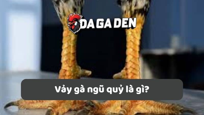 Vảy gà ngũ quỷ là gì? Vảy gà ngũ quỷ là gì?