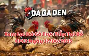 Xem Lại Đá Gà Trực Tiếp Tại Bồ CPC2 Ngày 27/06/2025