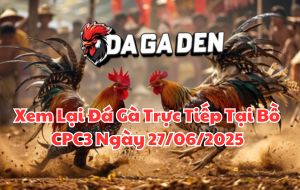 Xem Lại Đá Gà Trực Tiếp Tại Bồ CPC3 Ngày 27/06/2025