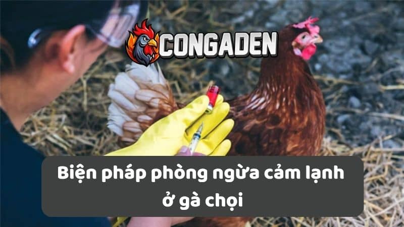 Biện pháp phòng ngừa cảm lạnh ở gà chọi Biện pháp phòng ngừa cảm lạnh ở gà chọi