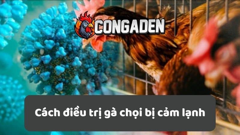 Cách điều trị gà chọi bị cảm lạnh Cách điều trị gà chọi bị cảm lạnh