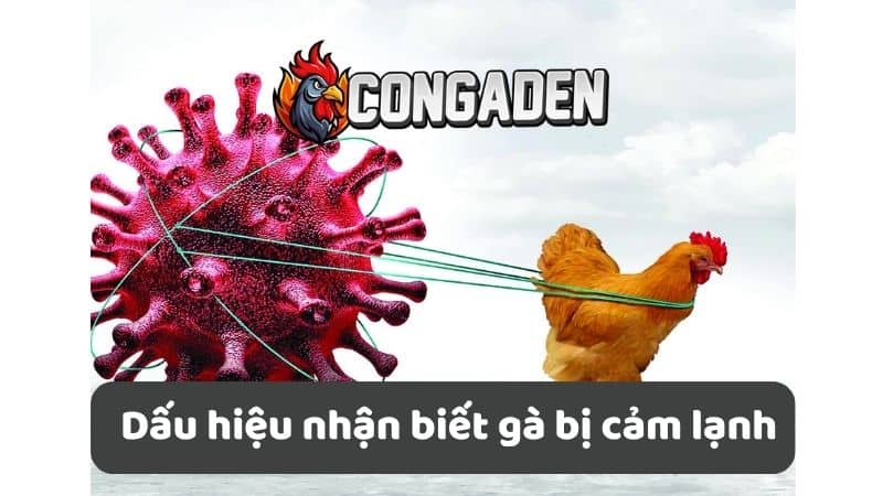 Dấu hiệu nhận biết gà bị cảm lạnh Dấu hiệu nhận biết gà bị cảm lạnh
