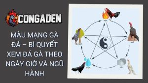 Màu Mạng Gà Đá – Bí Quyết Xem Đá Gà Theo Ngày Giờ Và Ngũ Hành
