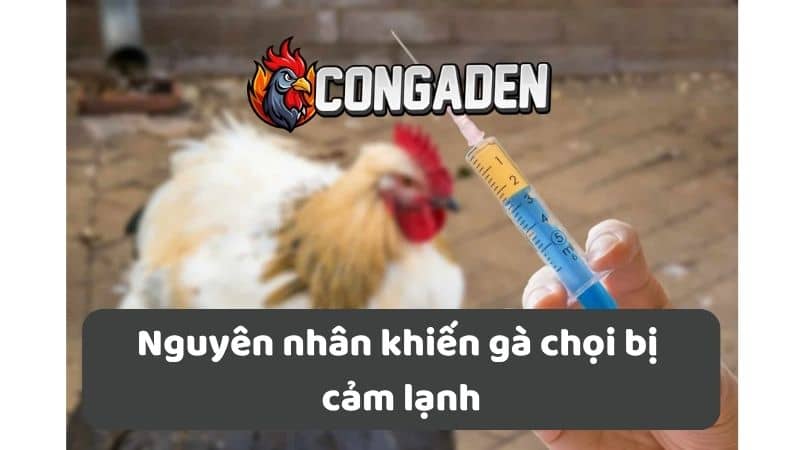 Nguyên nhân khiến gà chọi bị cảm lạnh Nguyên nhân khiến gà chọi bị cảm lạnh