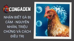 Nhận Biết Gà Bị Cảm - Nguyên Nhân, Triệu Chứng Và Cách Điều Trị