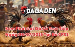 Xem Phát Lại Đá Gà Trực Tiếp Ngày 06/07/2025 Tại Bồ CPC3