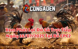 Xem Phát Lại Đá Gà Trực Tiếp Ngày 16/07/2025 Tại Bồ CPC2