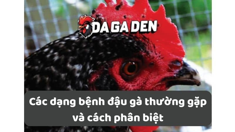 Các dạng bệnh đậu gà thường gặp và cách phân biệt Các dạng bệnh đậu gà thường gặp và cách phân biệt