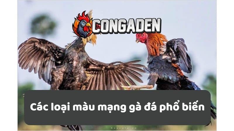 Các loại màu mạng gà đá phổ biến Các loại màu mạng gà đá phổ biến