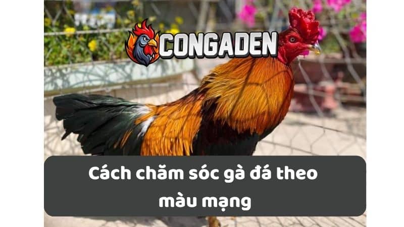 Cách chăm sóc gà đá theo màu mạng Cách chăm sóc gà đá theo màu mạng