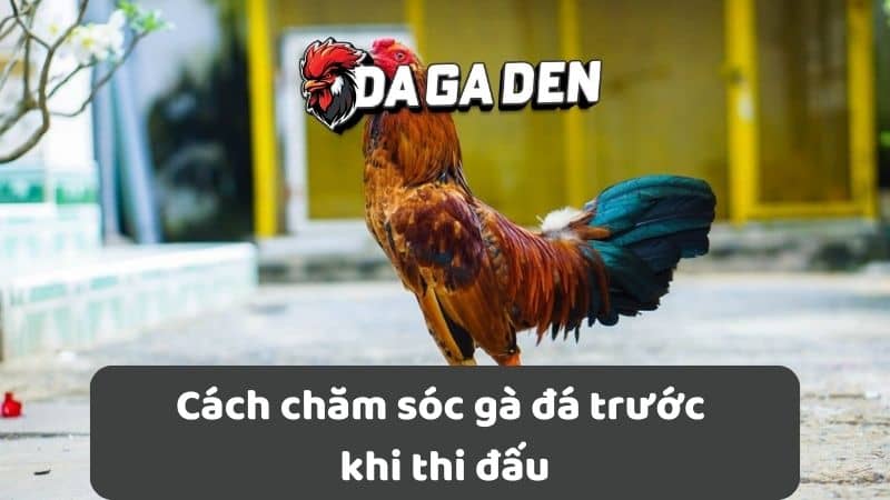 Cách chăm sóc gà đá trước khi thi đấu Cách chăm sóc gà đá trước khi thi đấu
