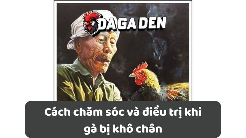 Cách chăm sóc và điều trị khi gà bị khô chân Cách chăm sóc và điều trị khi gà bị khô chân