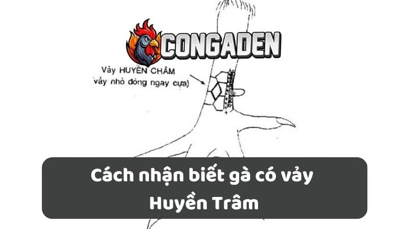 Cách nhận biết gà có vảy Huyền Trâm Cách nhận biết gà có vảy Huyền Trâm