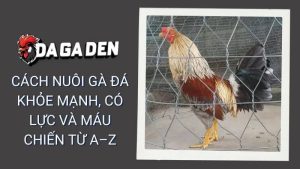 Cách Nuôi Gà Đá Khỏe Mạnh, Có Lực Và Máu Chiến Từ A–Z