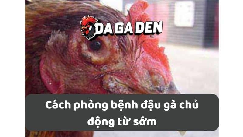 Cách phòng bệnh đậu gà chủ động từ sớm Cách phòng bệnh đậu gà chủ động từ sớm