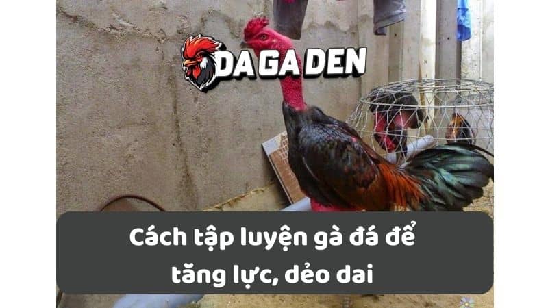 Cách tập luyện gà đá để tăng lực, dẻo dai Cách tập luyện gà đá để tăng lực, dẻo dai