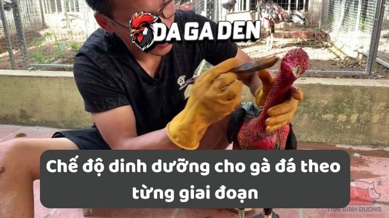Chế độ dinh dưỡng cho gà đá theo từng giai đoạn Chế độ dinh dưỡng cho gà đá theo từng giai đoạn