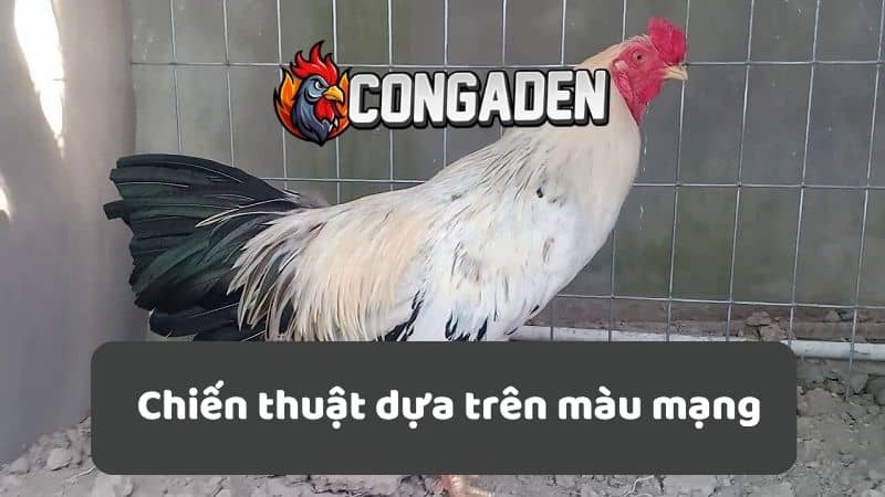 Chiến thuật dựa trên màu mạng Chiến thuật dựa trên màu mạng