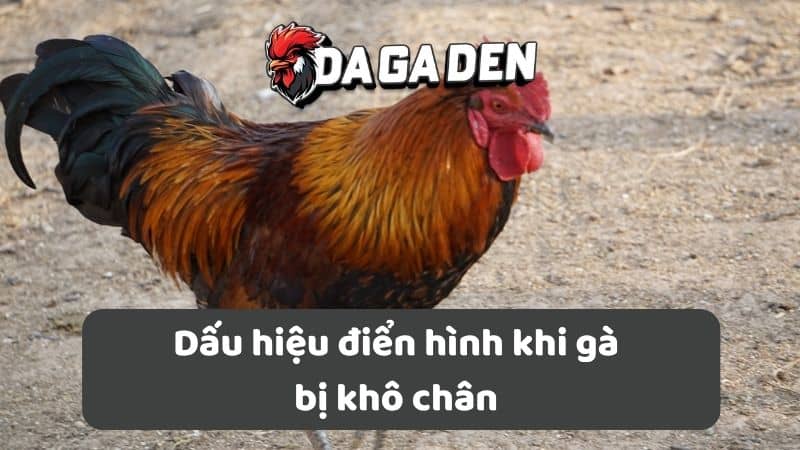 Dấu hiệu điển hình khi gà bị khô chân Dấu hiệu điển hình khi gà bị khô chân