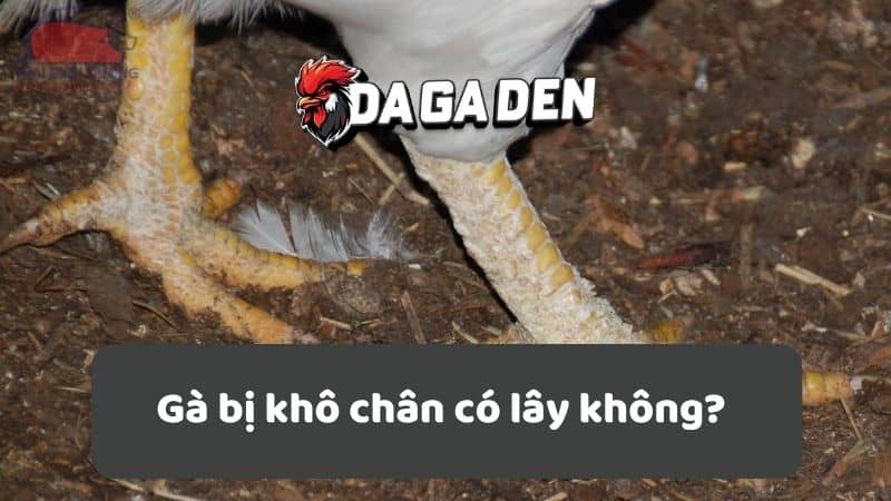 Gà bị khô chân có lây không? Gà bị khô chân có lây không?