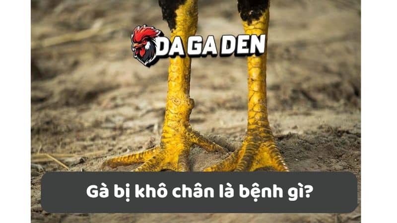 Gà bị khô chân là bệnh gì? Gà bị khô chân là bệnh gì?