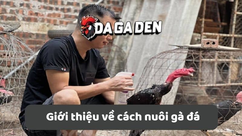 Giới thiệu về cách nuôi gà đá Giới thiệu về cách nuôi gà đá