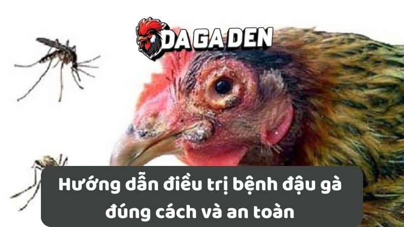 Hướng dẫn điều trị bệnh đậu gà đúng cách và an toàn Hướng dẫn điều trị bệnh đậu gà đúng cách và an toàn