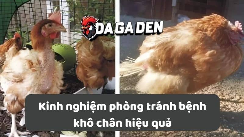 Kinh nghiệm phòng tránh bệnh khô chân hiệu quả Kinh nghiệm phòng tránh bệnh khô chân hiệu quả