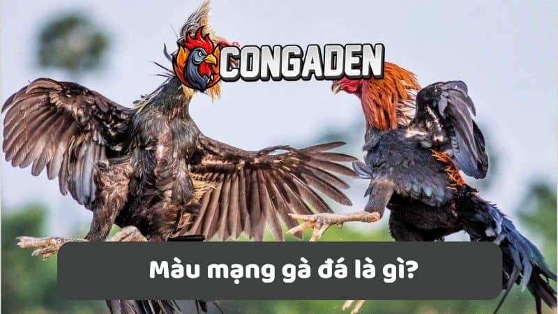 Màu mạng gà đá là gì? Màu mạng gà đá là gì?