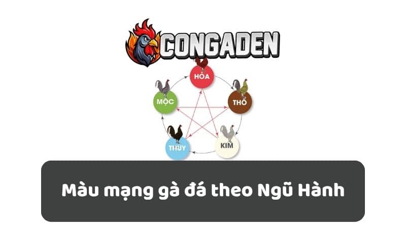 Màu mạng gà đá theo Ngũ Hành Màu mạng gà đá theo Ngũ Hành