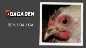Bệnh Đậu Gà - Cách Nhận Biết, Điều Trị Và Phòng Ngừa Hiệu Quả