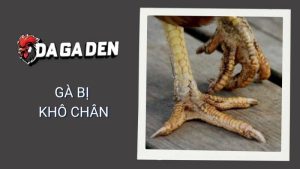 Nguyên Nhân Gà Bị Khô Chân - Cách Nhận Biết Và Điều Trị