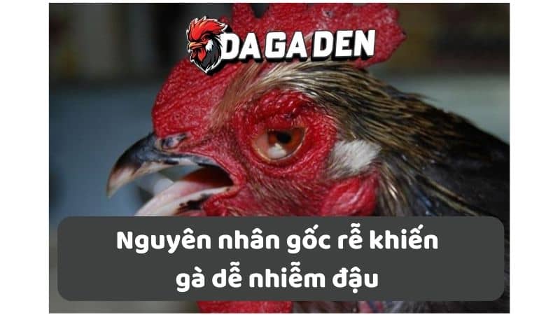 Nguyên nhân gốc rễ khiến gà dễ nhiễm đậu Nguyên nhân gốc rễ khiến gà dễ nhiễm đậu