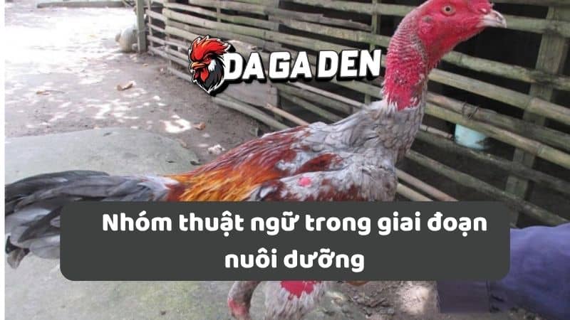 Nhóm thuật ngữ trong giai đoạn nuôi dưỡng Nhóm thuật ngữ trong giai đoạn nuôi dưỡng
