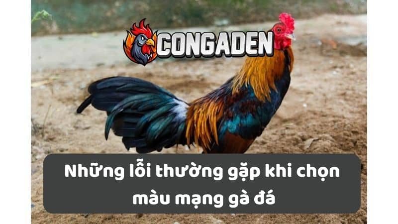 Những lỗi thường gặp khi chọn màu mạng gà đá Những lỗi thường gặp khi chọn màu mạng gà đá