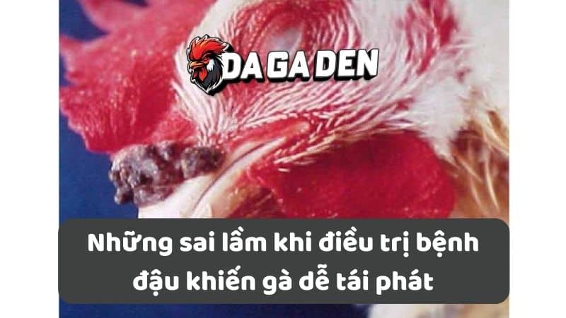 Những sai lầm khi điều trị bệnh đậu khiến gà dễ tái phát Những sai lầm khi điều trị bệnh đậu khiến gà dễ tái phát