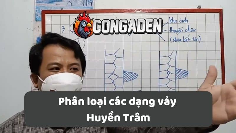 Phân loại các dạng vảy Huyền Trâm Phân loại các dạng vảy Huyền Trâm