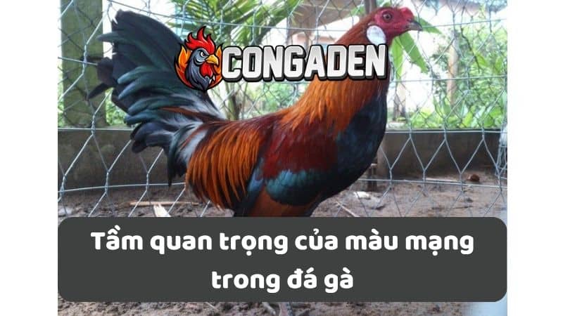 Tầm quan trọng của màu mạng trong đá gà Tầm quan trọng của màu mạng trong đá gà