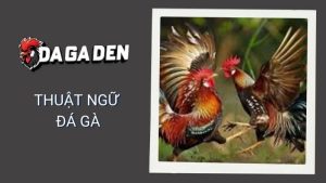 Thuật Ngữ Đá Gà - Kiến Thức Cơ Bản Cho Người Mới Bắt Đầu