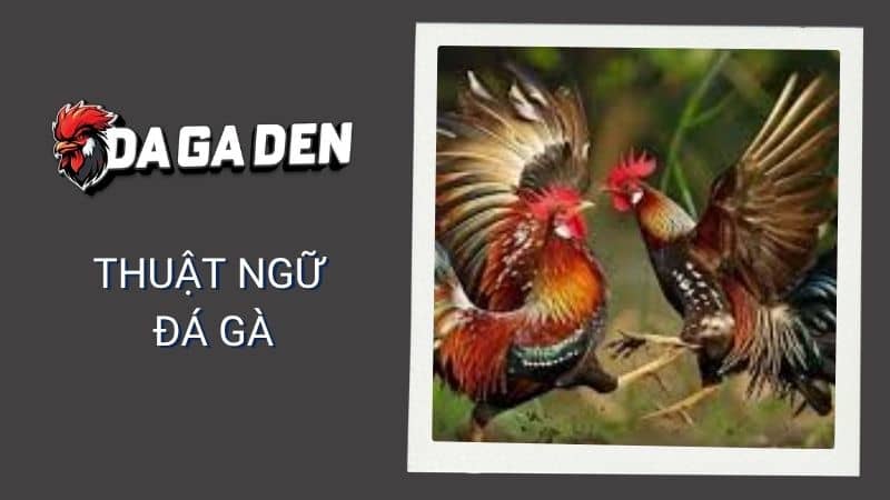 Thuật ngữ đá gà là gì? Thuật ngữ đá gà là gì?