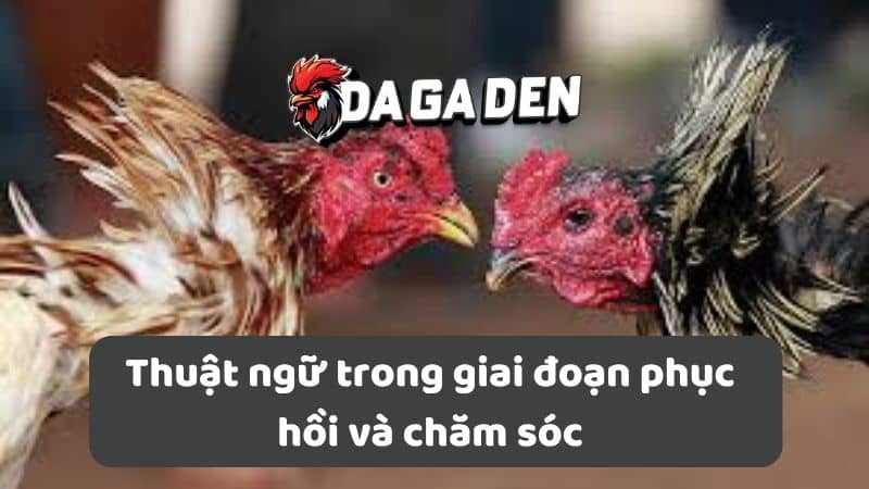 Thuật ngữ trong giai đoạn phục hồi và chăm sóc Thuật ngữ trong giai đoạn phục hồi và chăm sóc