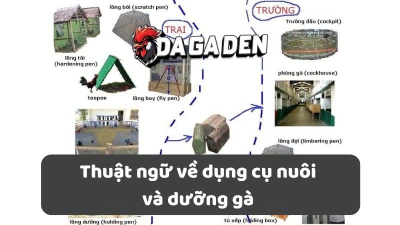 Thuật ngữ về dụng cụ nuôi và dưỡng gà Thuật ngữ về dụng cụ nuôi và dưỡng gà