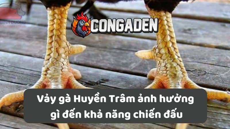 Vảy gà Huyền Trâm ảnh hưởng gì đến khả năng chiến đấu Vảy gà Huyền Trâm ảnh hưởng gì đến khả năng chiến đấu