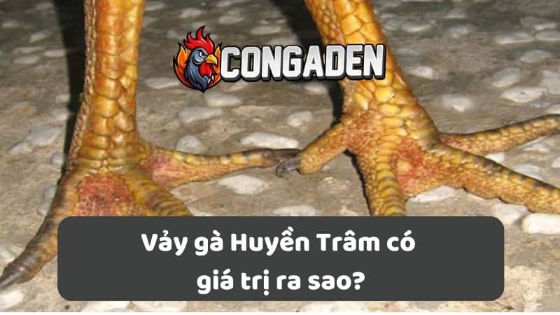 Vảy gà Huyền Trâm có giá trị ra sao? Vảy gà Huyền Trâm có giá trị ra sao?
