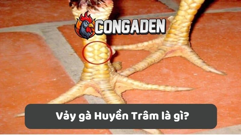 Vảy gà Huyền Trâm là gì? Vảy gà Huyền Trâm là gì?