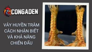 Vảy Huyền Trâm - Cách Nhận Biết Và Khả Năng Chiến Đấu