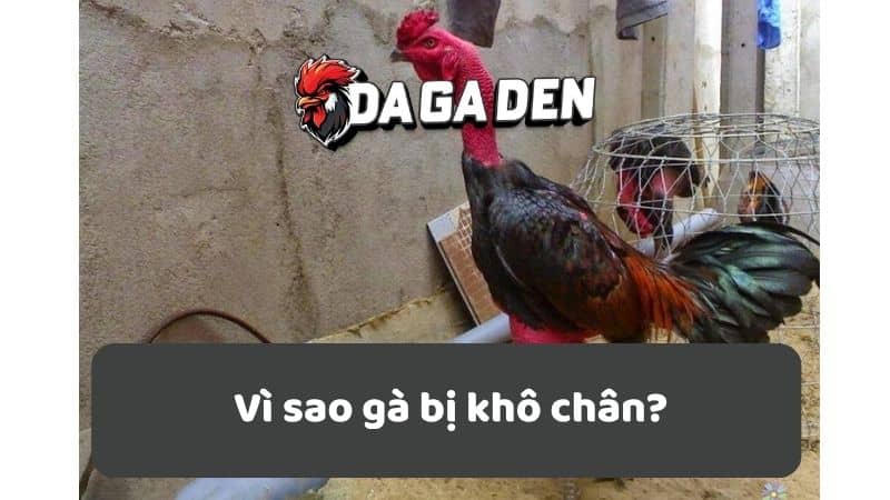 Vì sao gà bị khô chân? Vì sao gà bị khô chân?