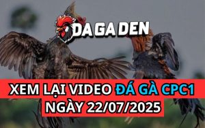 Xem Phát Lại Đá Gà Trực Tiếp Ngày 22/07/2025 Tại Bồ CPC1