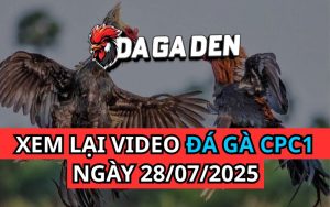 Xem Phát Lại Đá Gà Trực Tiếp Ngày 28/07/2025 Tại Bồ CPC1