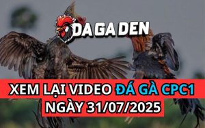 Xem Phát Lại Đá Gà Trực Tiếp Ngày 31/07/2025 Tại Bồ CPC1